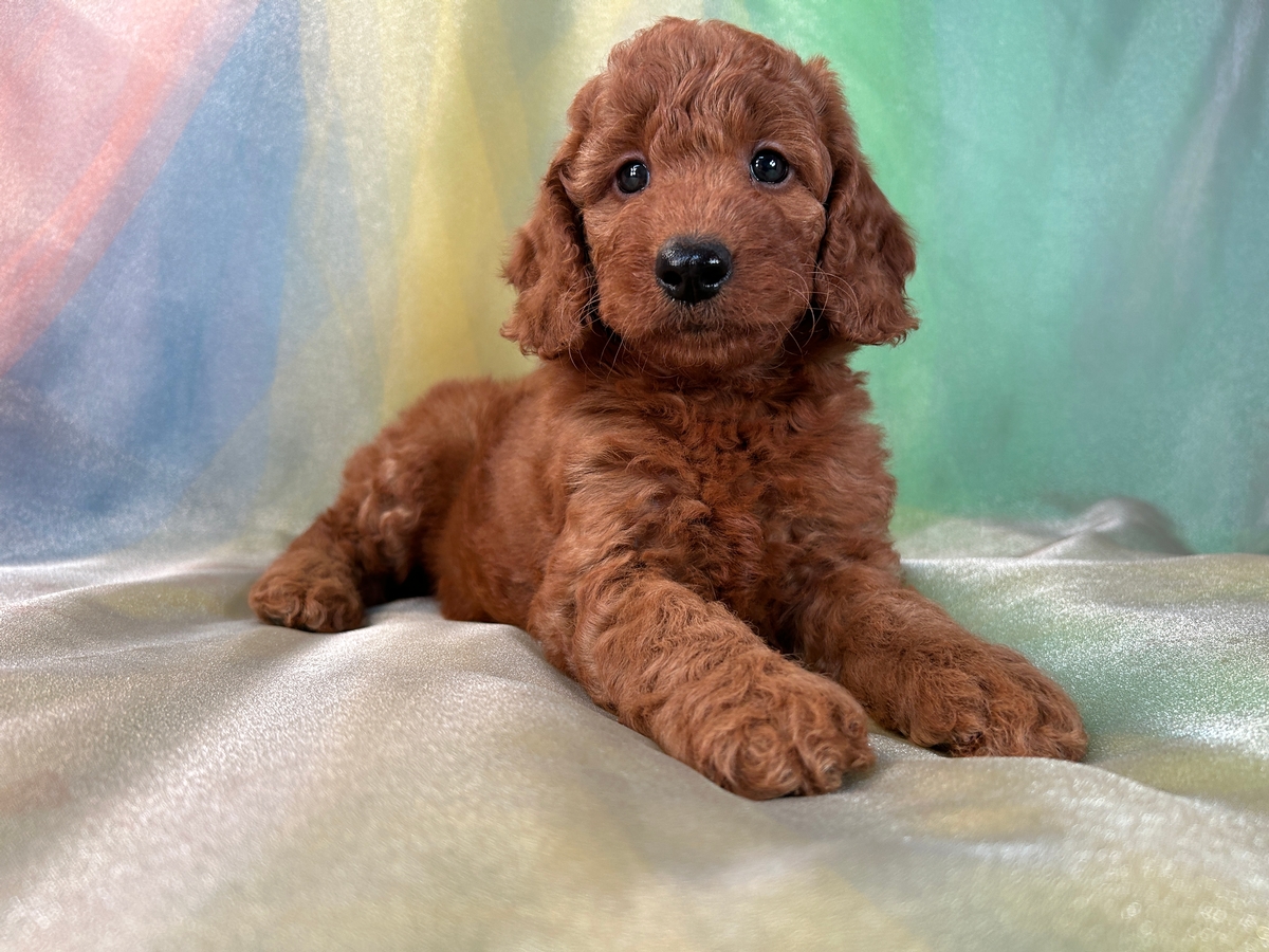 Red Female Miniature Goldendoodle Puppy for Sale DOB 5-19-2023, $1500